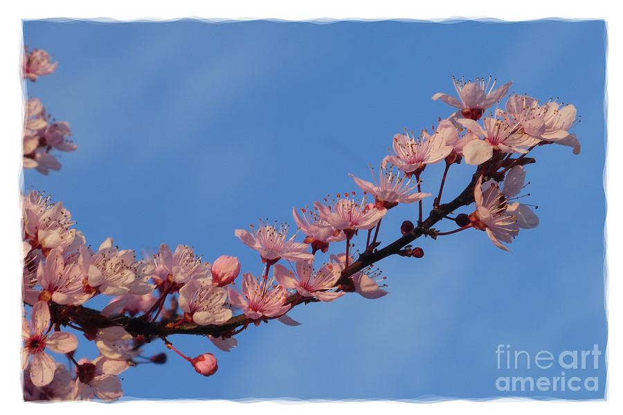 Flowering Of The Plum Tree 9 Photograph