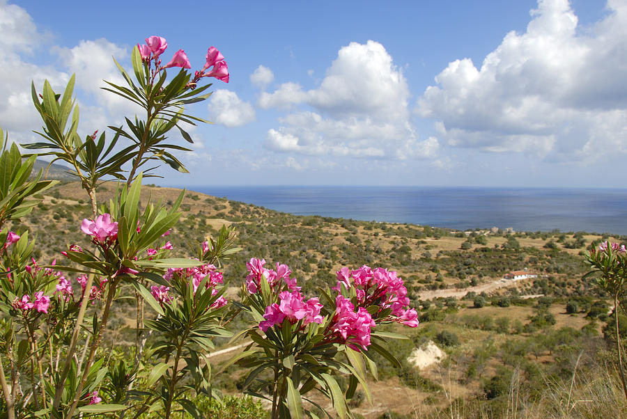 Flowering Oleander (Nerium oleander), landscape with sea near Latchi, Akamas, Southern Cyprus, Republic of Cyprus, Mediterranean Sea, Europe Photograph by Stefan Auth