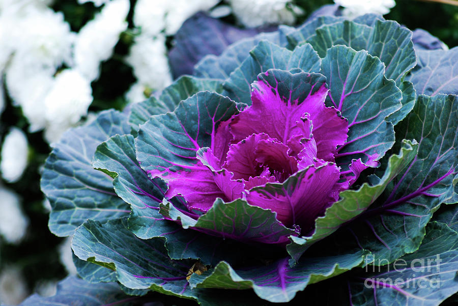 Flowering Ornamental Cabbage Photograph by Ee Photography