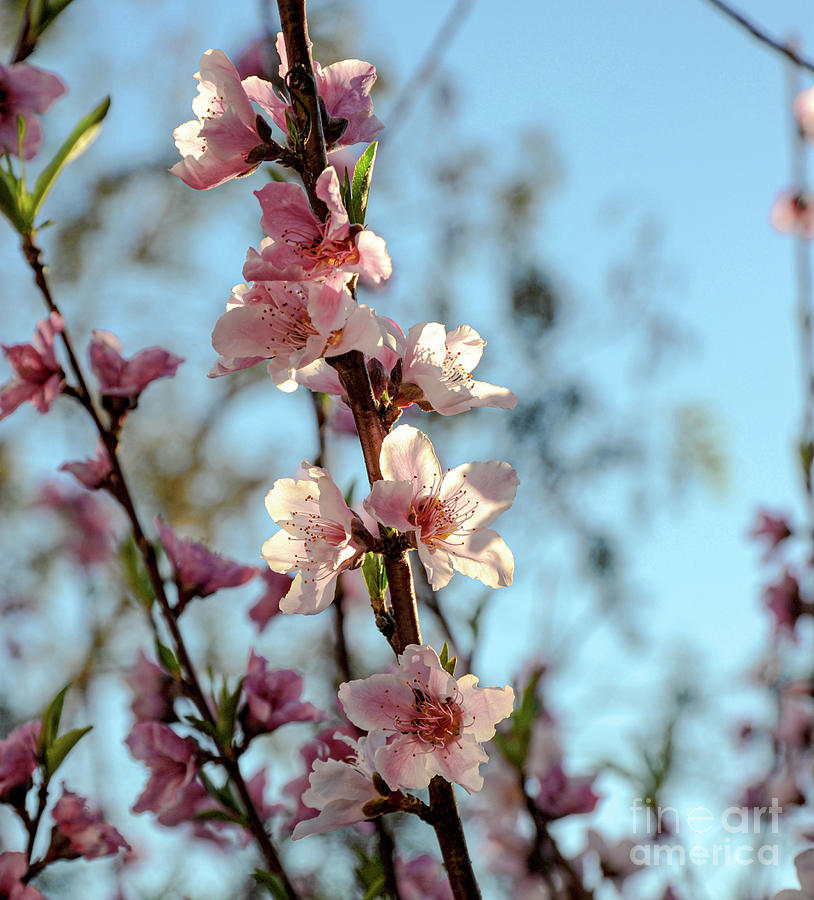 Flowering peach tree with blue sky above.	 Photograph by Gunther Allen