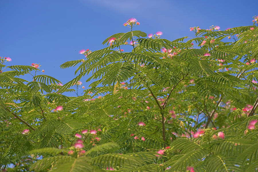 Flowering Persian Silk Tree Photograph by Jenny Rainbow