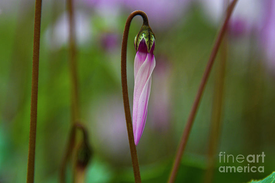Flowering Persian Violets Cyclamen persicum r1 Photograph by Yotam Jacobson