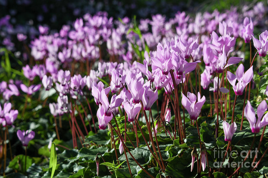 Flowering Persian Violets Cyclamen persicum r2 Photograph by Yotam Jacobson