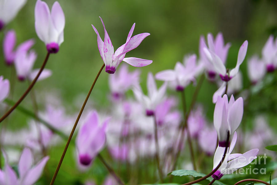 Flowering Persian Violets Cyclamen persicum r3 Photograph by Yotam Jacobson