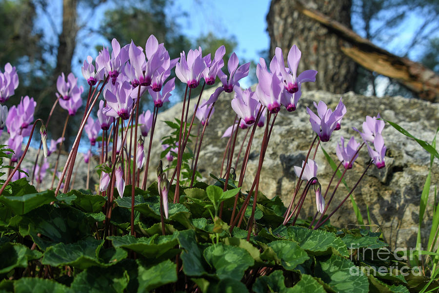 Flowering Persian Violets Cyclamen persicum r4 Photograph by Yotam Jacobson