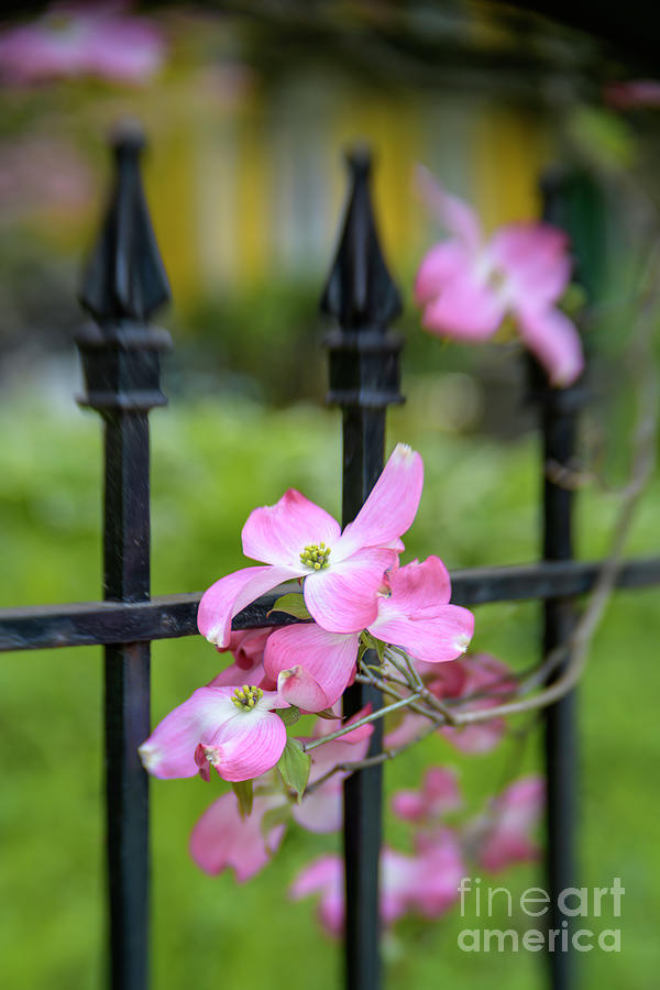 Flowering Pink Dogwood - D011070 Photograph by Daniel Dempster