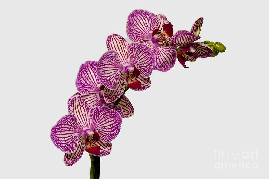 Flowering Pink Orchids Photograph by Willie Harper