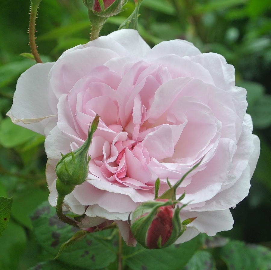 Flowering Pink Rose With Rose Buds SQ23 Photograph by Lynne Iddon