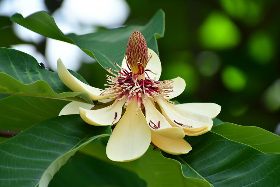 Flowering Plant / Magnolia obovata / Japanese Big Leaf Magnolia Photograph by Photos from Japan, Asia and othe of the world