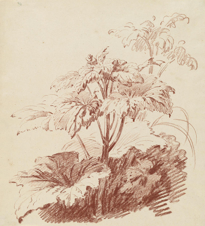 Flowering Plant with Buds Drawing by Jean Baptiste Huet - Fine Art America