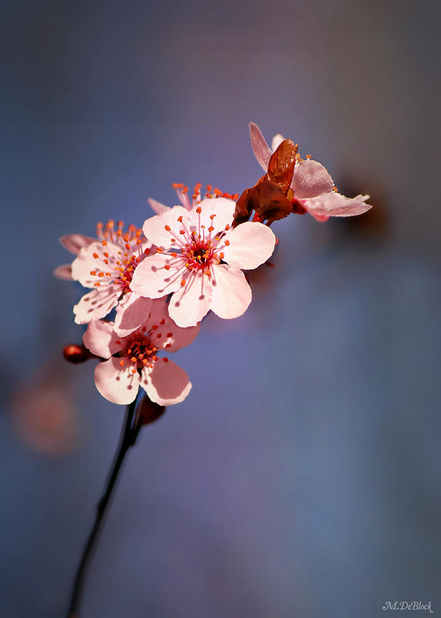 Flowering Plum Vertical Photograph by Marilyn DeBlock - Fine Art America