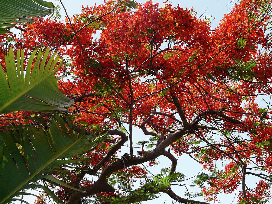 Flowering Poinciana Photograph by Lynne Latham - Pixels