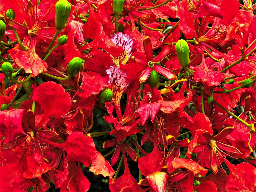 Flowering Poinciana Tree Photograph by Joan Stratton
