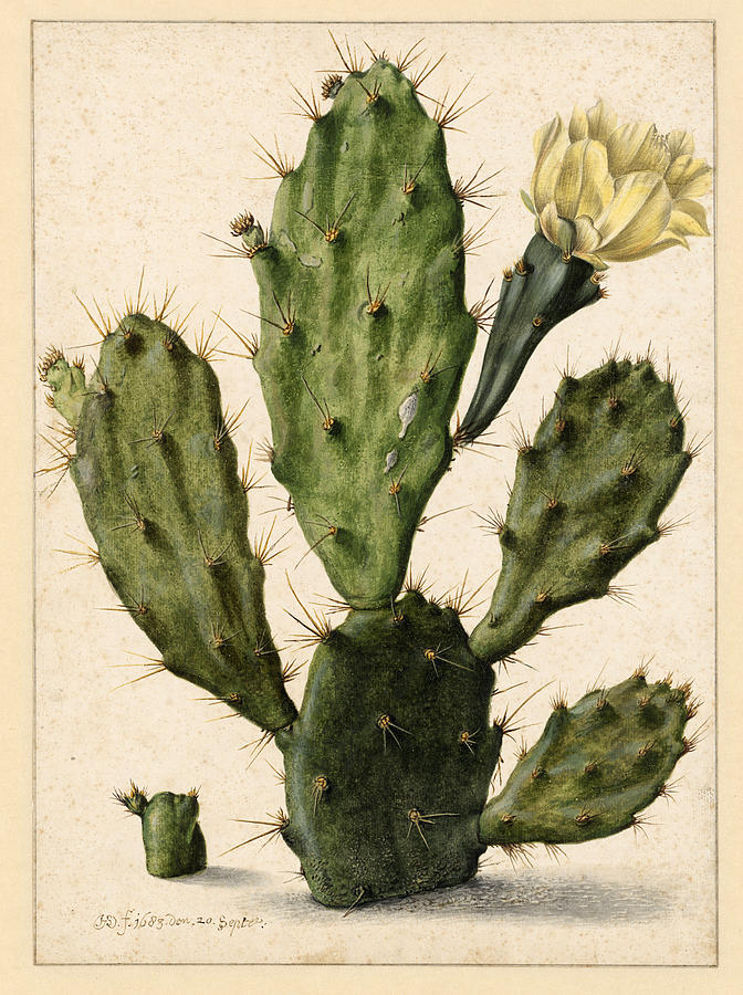 Flowering prickly pear cactus Drawing by Herman Saftleven