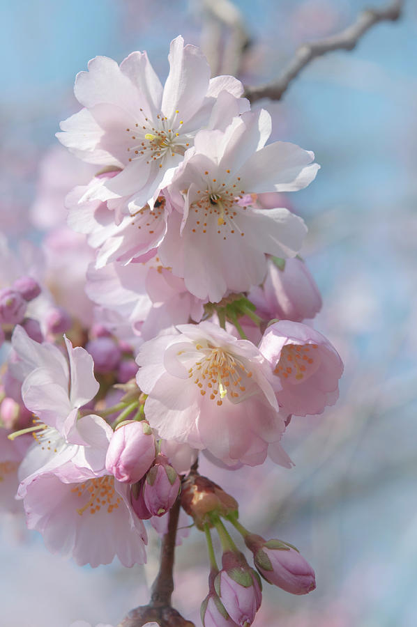 Flowering Prunus Accolade 4 Photograph by Jenny Rainbow - Fine Art America