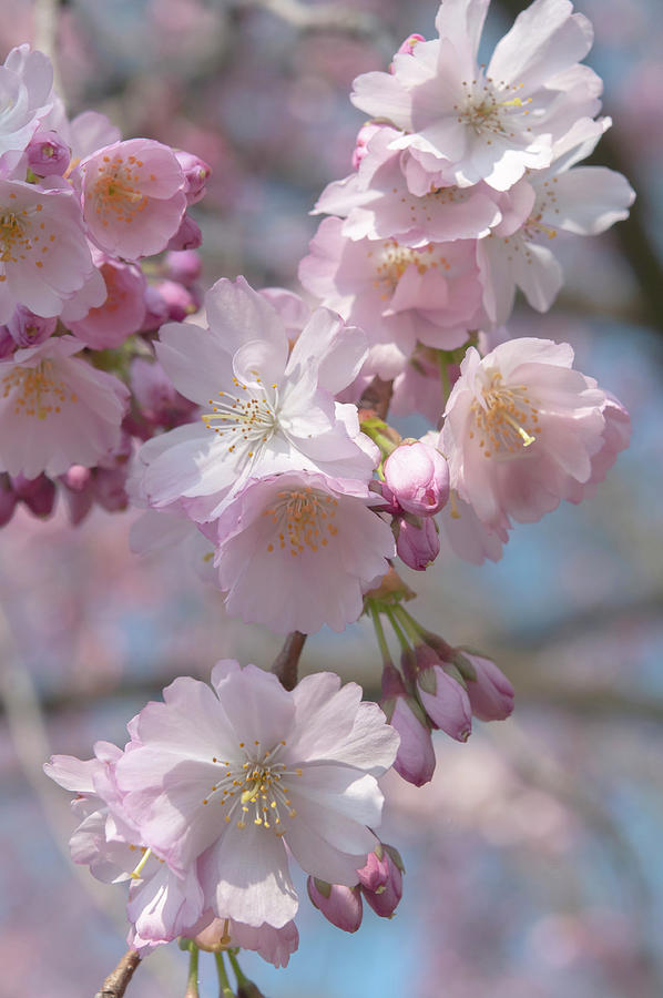 Flowering Prunus Accolade 7 Photograph by Jenny Rainbow - Fine Art America