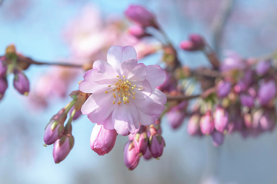 Flowering Prunus Accolade Photograph by Jenny Rainbow - Fine Art America