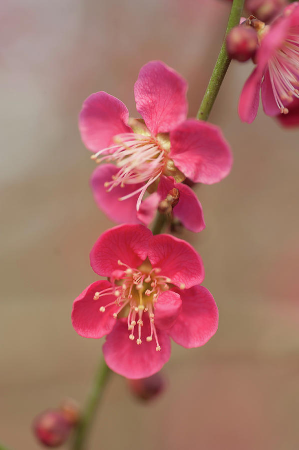 Flowering Prunus Mume Beni-chidori 2 Photograph by Jenny Rainbow