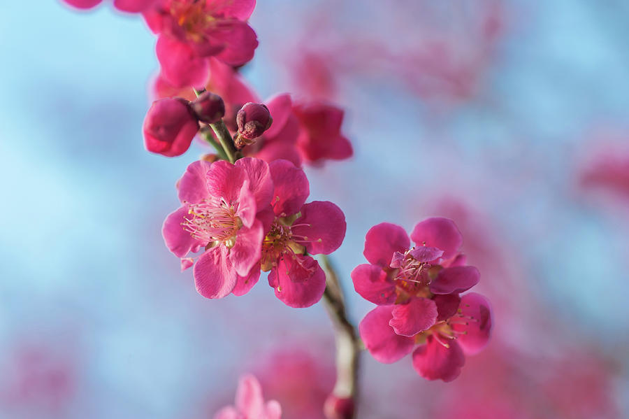 Flowering Prunus Mume Beni-chidori 4 Photograph by Jenny Rainbow