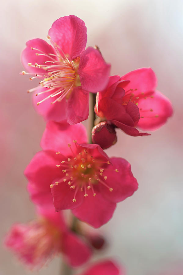 Flowering Prunus Mume Beni-chidori 5 Photograph by Jenny Rainbow