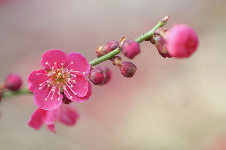 Flowering Prunus Mume Beni-chidori 6 Photograph by Jenny Rainbow