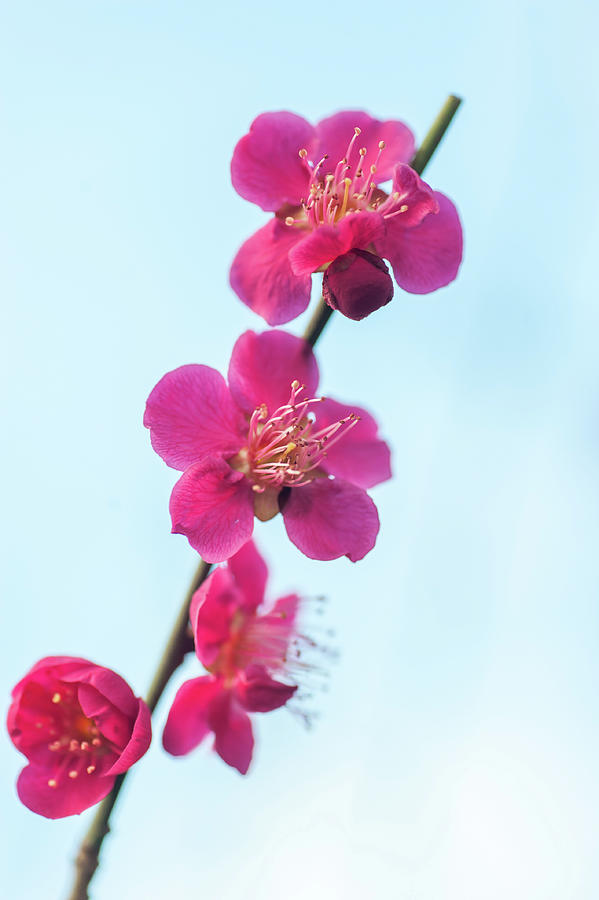 Flowering Prunus Mume Beni-chidori Photograph by Jenny Rainbow