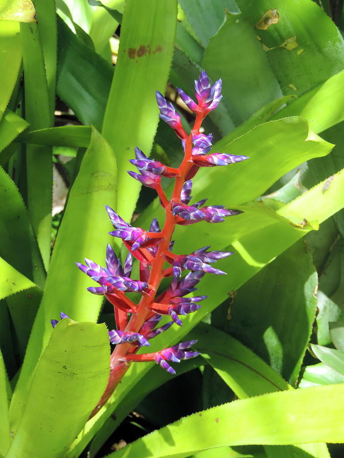 Flowering Psychedelic Blue Tango Bromeliad Photograph by Leesie Annie ...