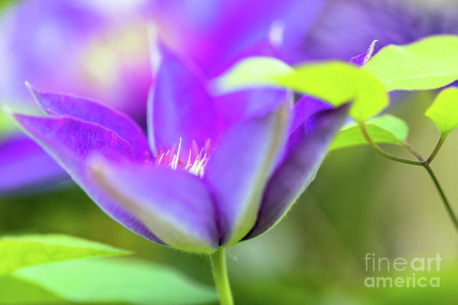 Flowering Purple Clematis Photograph