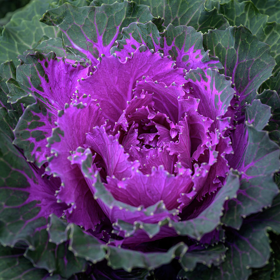 Flowering Purple-Pink Cabbage 2 Photograph by Frank Mari