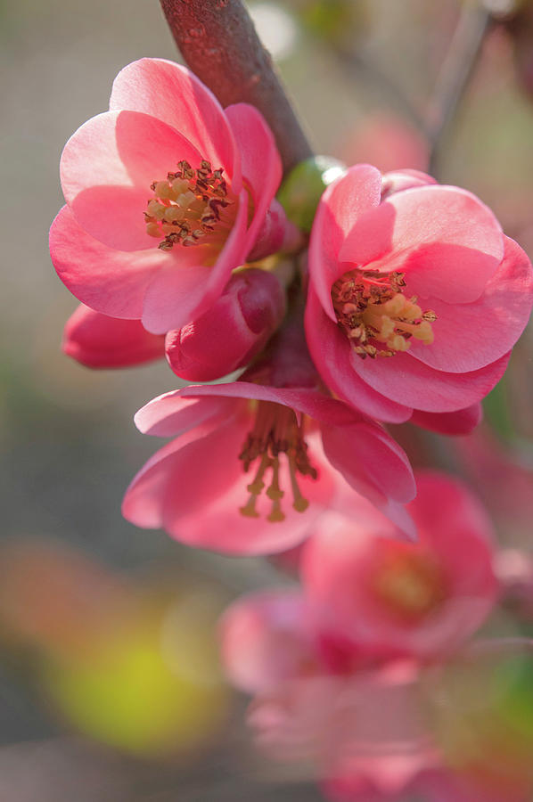 Flowering Quince 5 Photograph by Jenny Rainbow