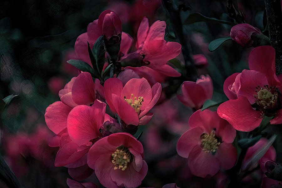Spring Photograph - Flowering Quince by Andrea Swiedler