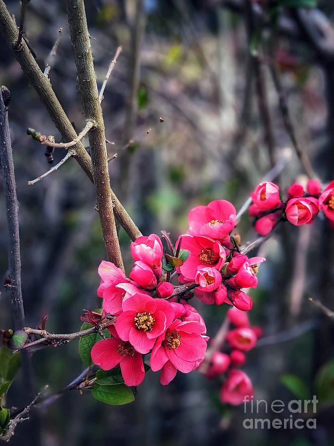 Flowering Quince Photograph by Claudia Zahnd-Prezioso