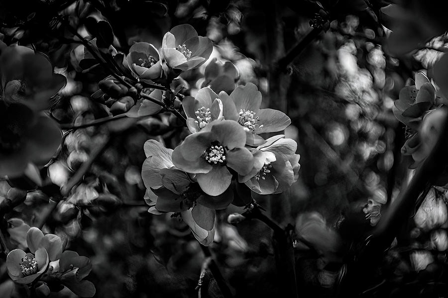 Flowering Quince In Black And White Photograph