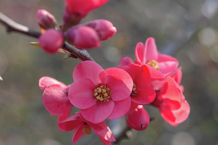 Flowering Quince Photograph by Jenny Rainbow