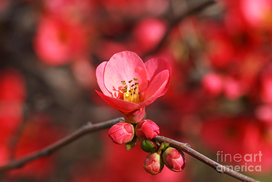 Flowering Quince Spring Photograph by Joy Watson