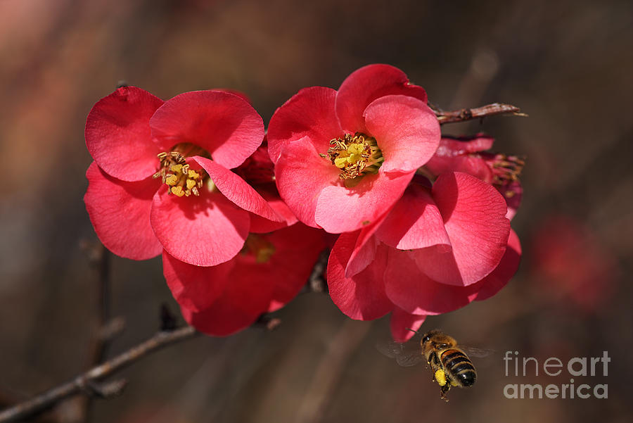 Flowering Quince With Bee Photograph by Joy Watson