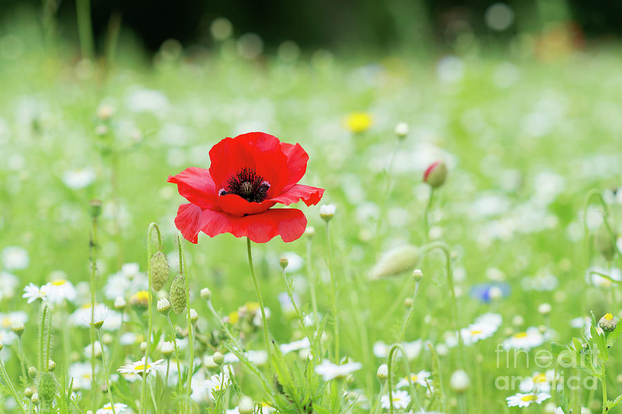 Flowering Red Poppy Photograph by Tim Gainey