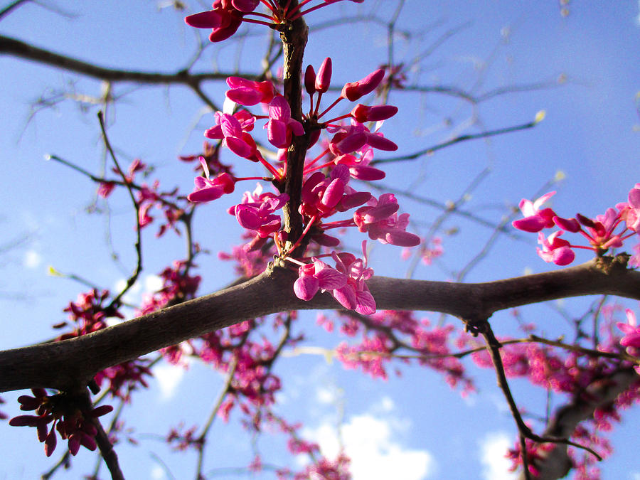 Flowering Redbud Photograph by W Craig Photography