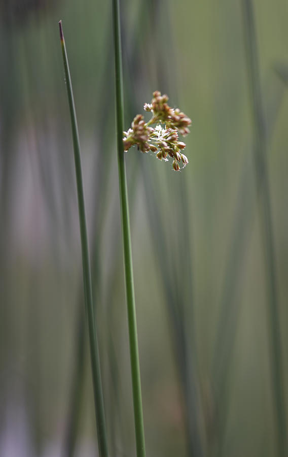 Flowers Still Life Photograph - Flowering Reeds by Phil And Karen Rispin