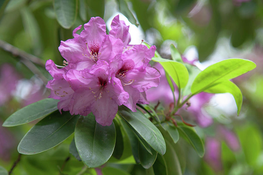 Flowering Rhododendron Hybrid Milan Photograph by Jenny Rainbow