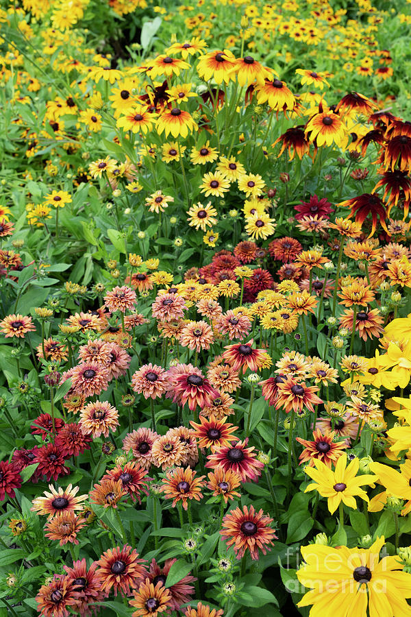 Flowering Rudbeckias Photograph by Tim Gainey