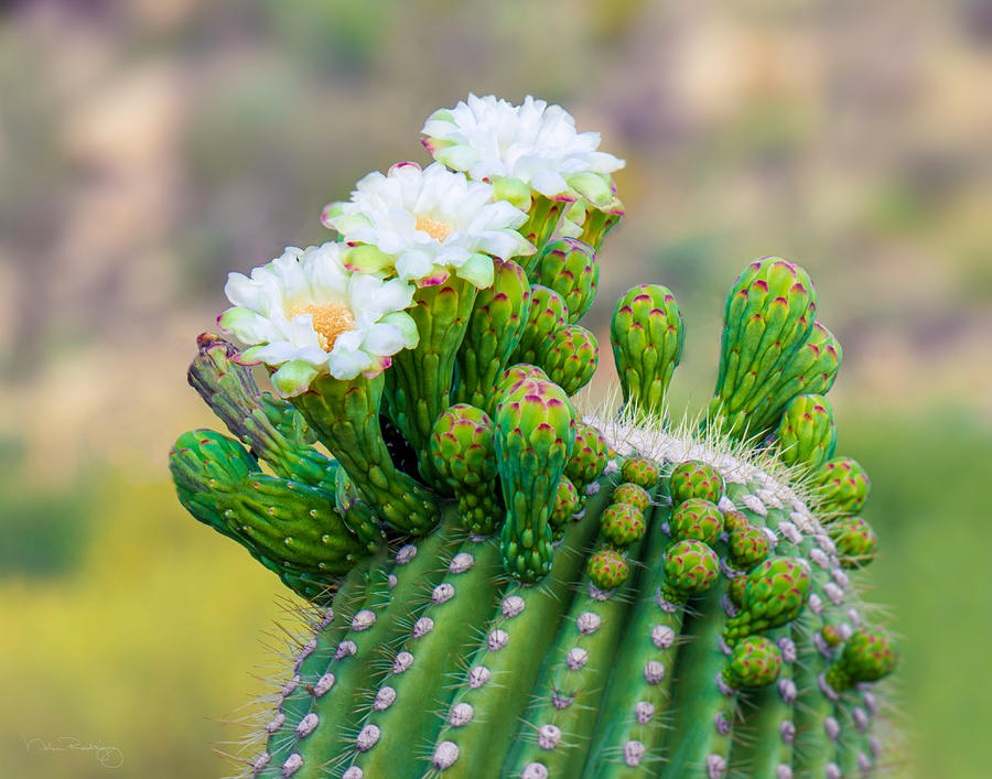 Flowering Saguaro Photograph by Nelson Rodriguez - Pixels