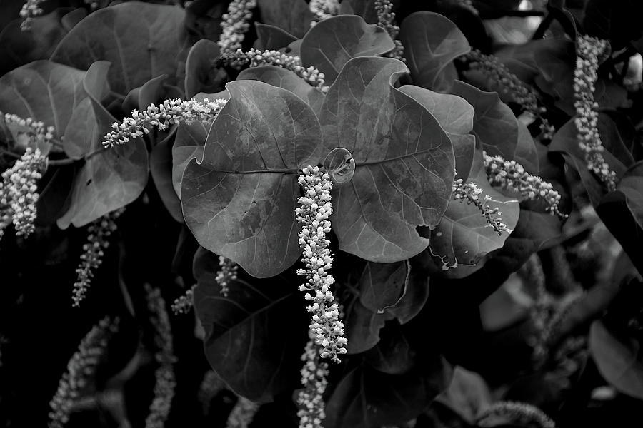 Flowering Sea Grape Black And White Photograph by Christopher Mercer