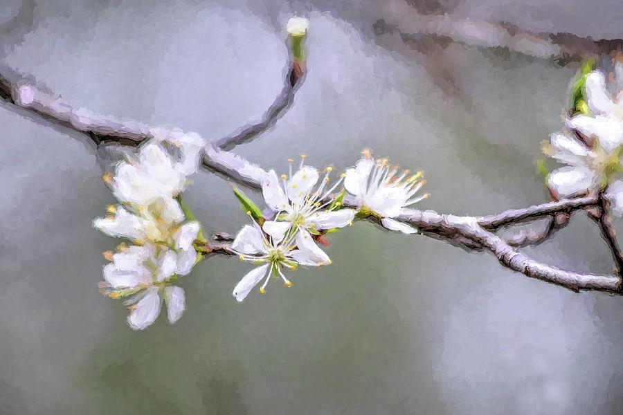Flowering Spring Tree Photograph by Carol Montoya