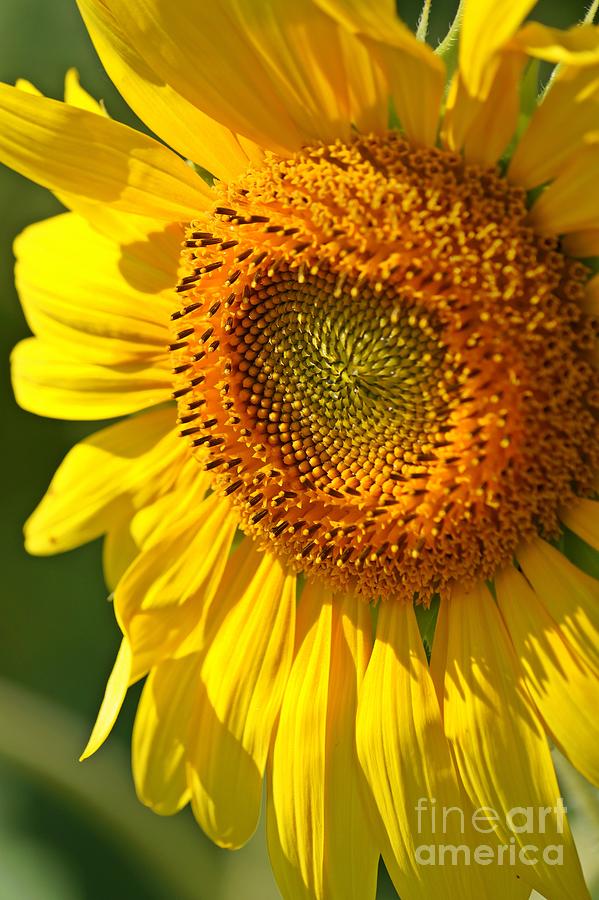 Sunflower Close Up Photograph by Claudia Zahnd-Prezioso
