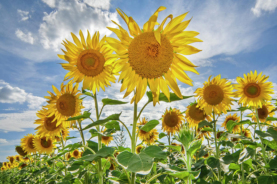 Flowering Sunflowers Photograph by Arterra Picture Library