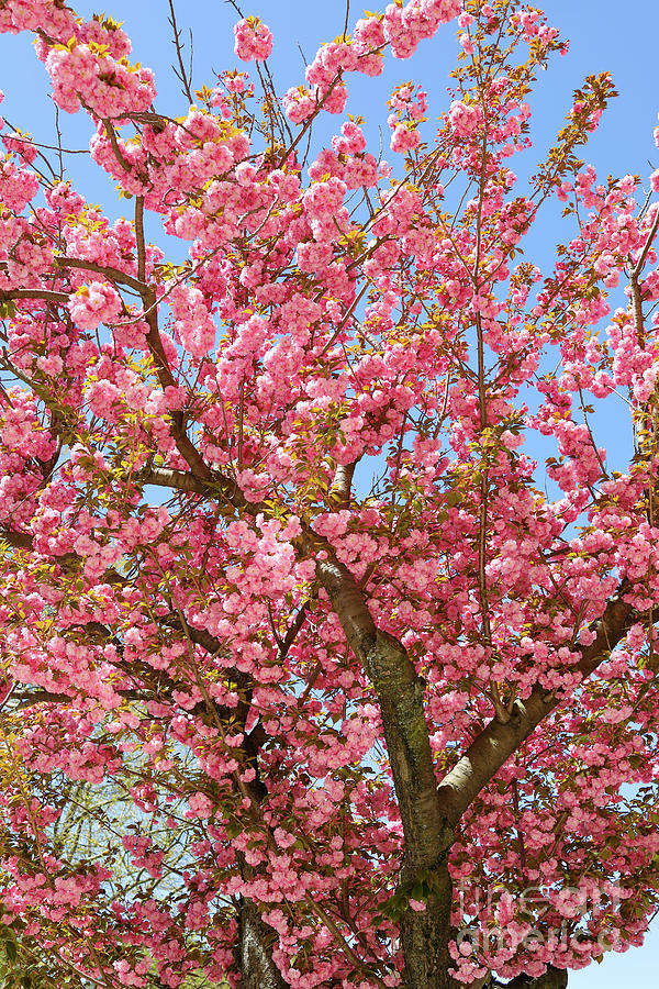 Flowering Tree Providence Rhode Island Photograph by Edward Fielding