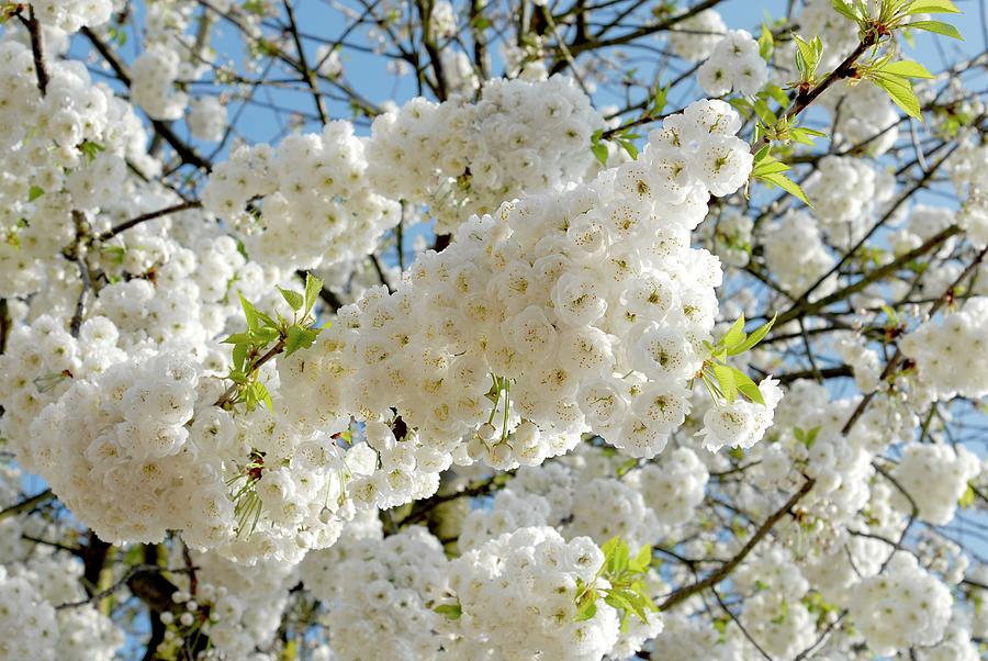 Flowering tree Photograph by Severija Kirilovaite