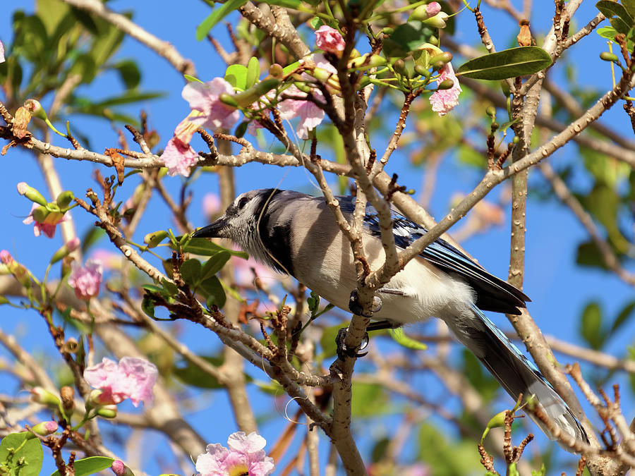 Flowering Tree With Blue Jay And Blue Skies Photograph