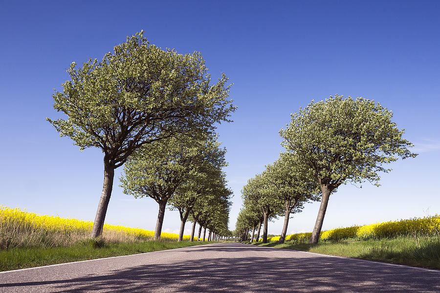 Flowering Trees And Fields Photograph by Bernd Schunack